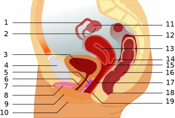 Anatomie